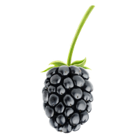Single Blackberry Fruit PNG Download PNG Images