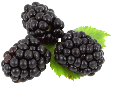 Three Blackberry Fruit HD Image PNG Images