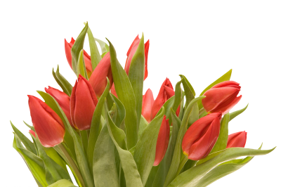 Bouquet Tulip HD Image PNG Images