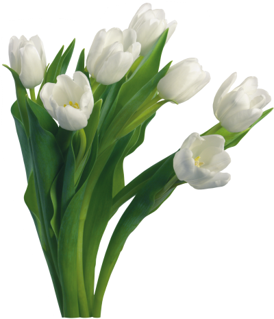 Flowers Tulip Bouquet PNG Images