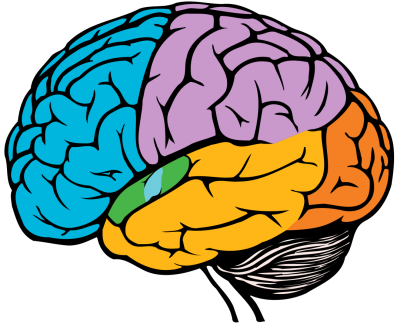 Brain Parts HD Image PNG Images