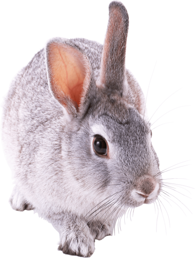 Gray Rabbit Walking Hd Transparent PNG Images