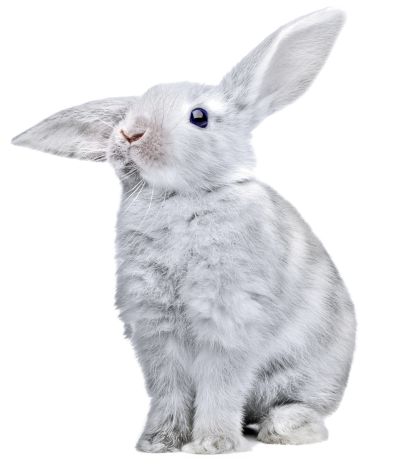 Rabbit, Gray Bunny Png Hd PNG Images