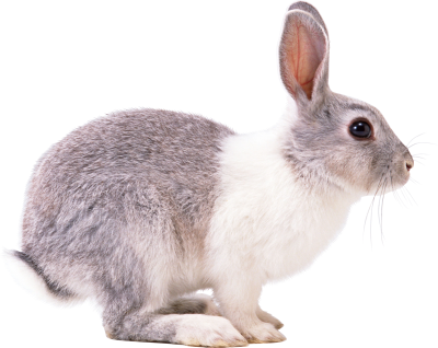 Red Eyed Bunny Transparent Backgorund PNG Images