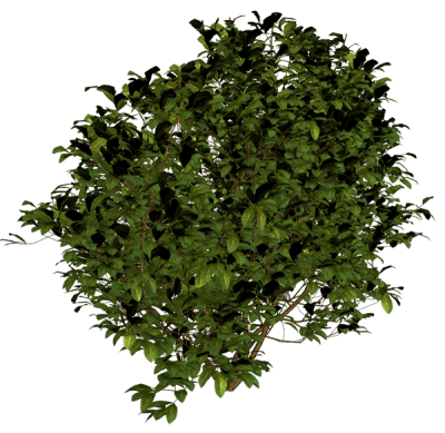 Beautiful Dark Green Bush Png Clipart PNG Images