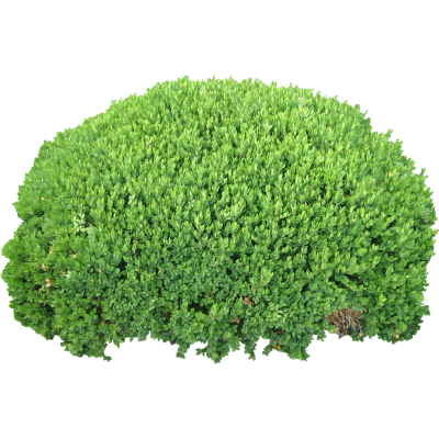 Big Beautiful Bush Png Transparent PNG Images