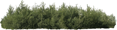 Big Long Green Bush Transparent Background PNG Images