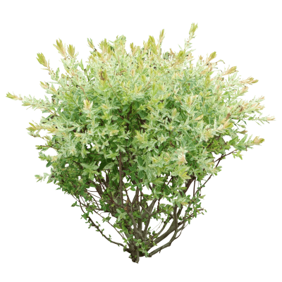 Branched Green Bush Background Transparent PNG Images