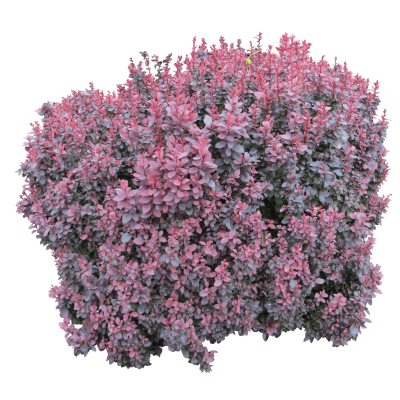 Cute Pink Bush Free Png PNG Images