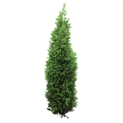 Thin And Long Bush Png Free PNG Images