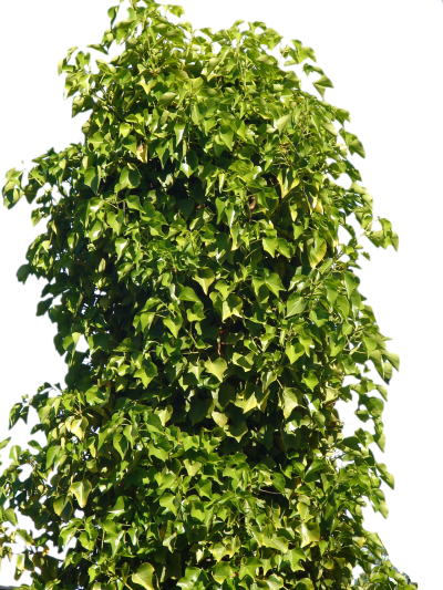 Tree Big Green Bush Free Png PNG Images