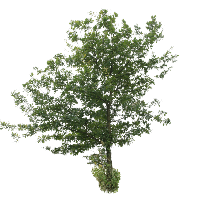 Weak Green Bush Transparent Background PNG Images