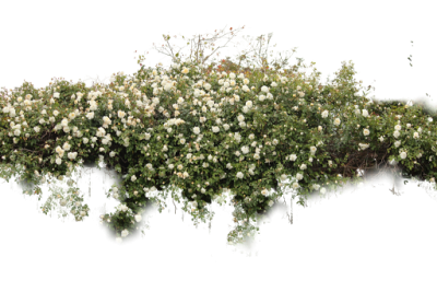 White Flowering Bush Free Png PNG Images