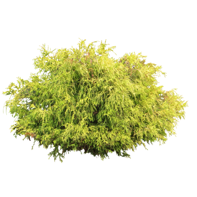 Yellow Green Mix Bush Transparent Background - 32384 - TransparentPNG