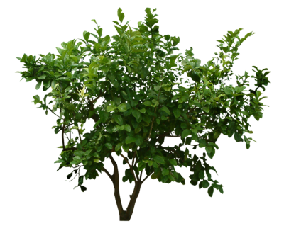 Bushes Transparent Background PNG Images