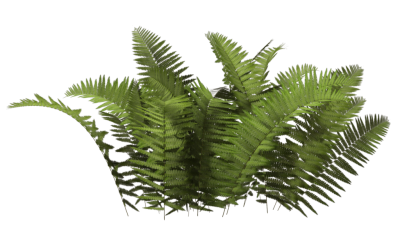 Bushes Clipart Transparent PNG Images