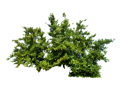 Bushes Free Download Transparent PNG Images