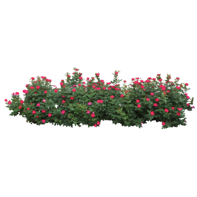 Bushes HD Image PNG Images