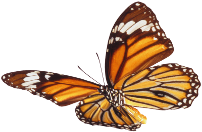 PNG White Patterned Butterfly, Invertebrate, Animal, Insect, Flying PNG Images