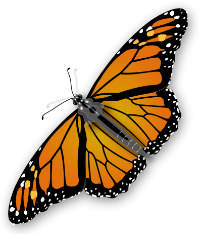 Butterfly PNG Vector Images with Transparent background - TransparentPNG