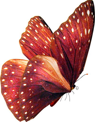 Download BUTTERFLY Free PNG transparent image and clipart