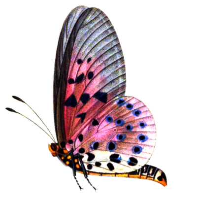 Download BUTTERFLY Free PNG transparent image and clipart