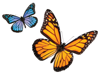 Butterfly PNG Vector Images with Transparent background - TransparentPNG