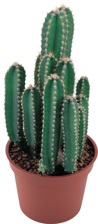 Cactus Transparent PNG Images
