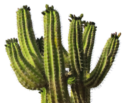 Cactus Photos 8 PNG Images
