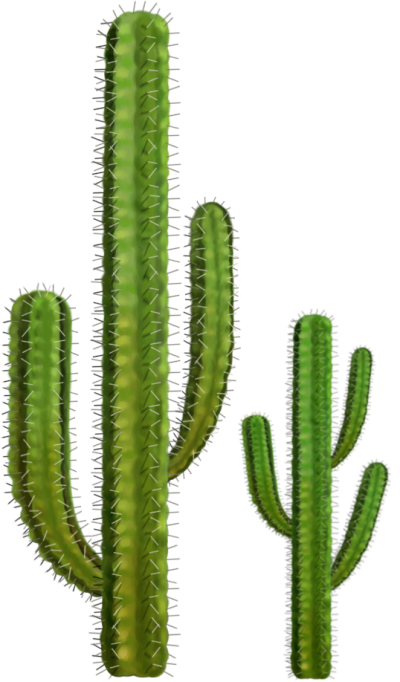 Cactus HD Photo Png PNG Images