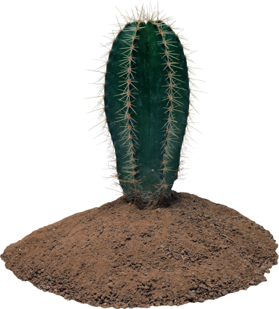 Cactus Transparent Background PNG Images
