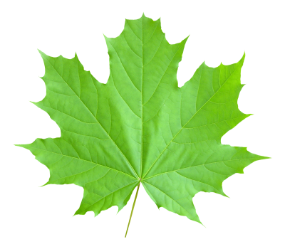 canada leaf logo png