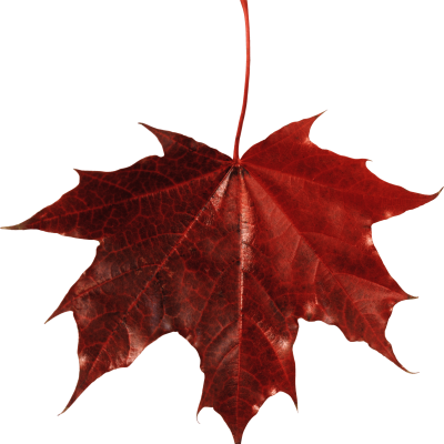 canada leaf logo png