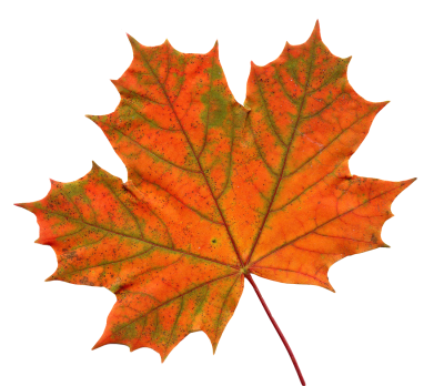 Old Maple Leaf Png Transparent Images PNG Images