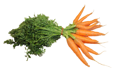 Deck carrot vector image fresh png