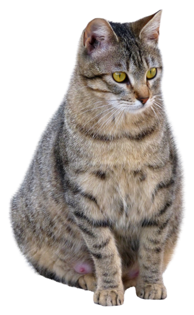 cat transparent background