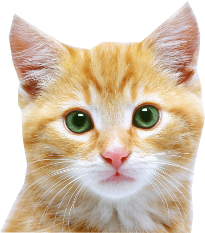 Cat Png PNG Images