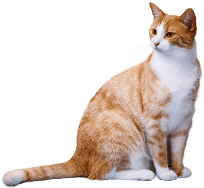 Cat Transparent Image PNG Images