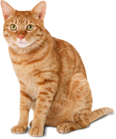 Cat Wonderful Picture Images PNG Images