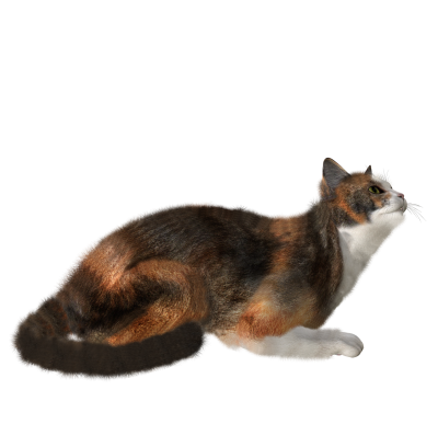 Cat Free Transparent Png PNG Images