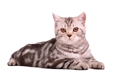 Cat Free Download Transparent PNG Images