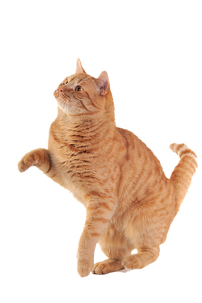 Cat Photos PNG Images