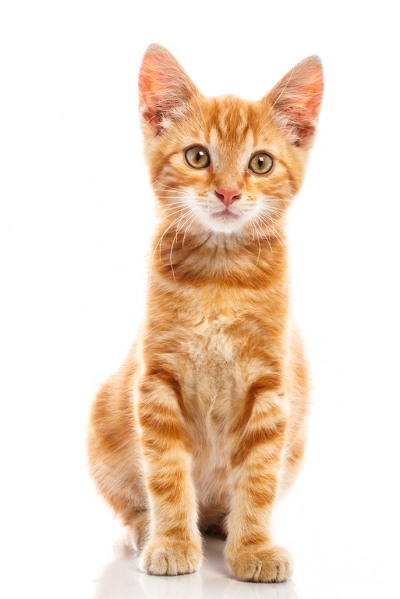 Cat Transparent Background PNG Images