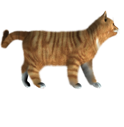 Cat HD Image PNG Images