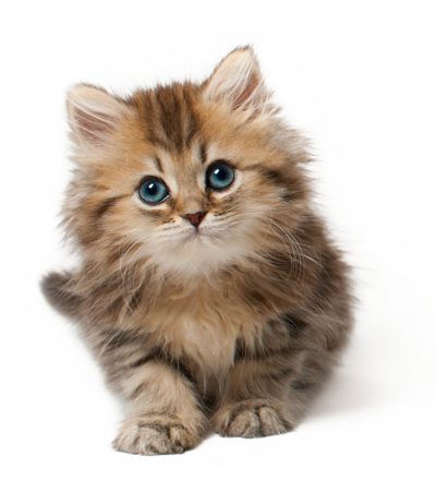 Cat Transparent PNG Images