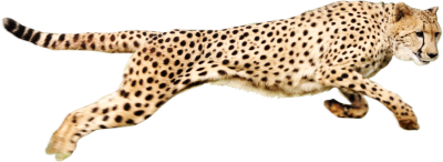 Cheetah Picture PNG Images