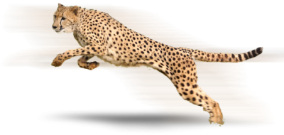 Cheetah PNG Images