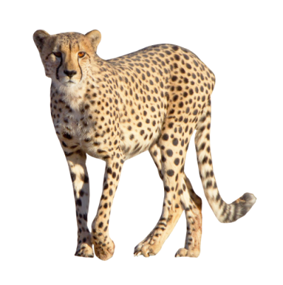 Cheetah Images PNG Images