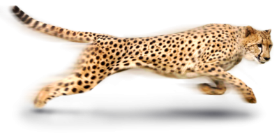 Fast cheetah free download transparent image with background png