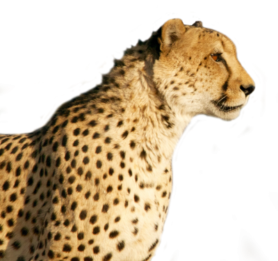 Cheetah face transparent image png